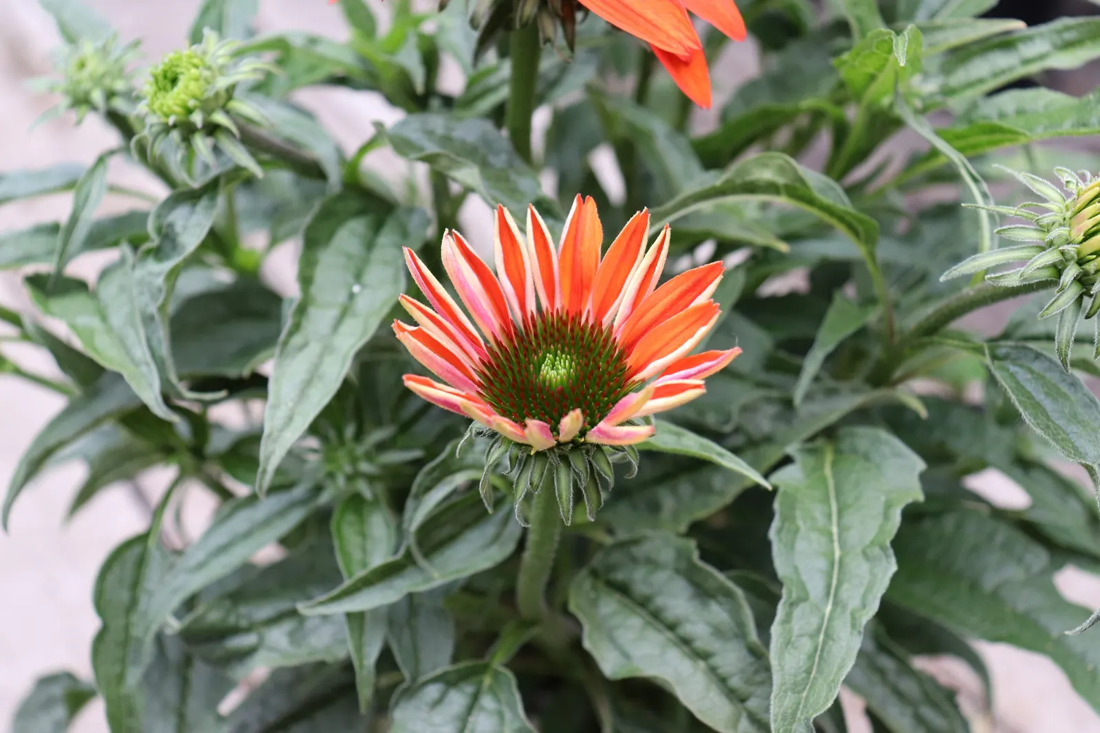 Cheyenne Spirit Coneflower (Echinacea 'Cheyenne Spirit') — is a vibrant and hardy perennial that brings a striking array of colors to any landscape, image 35
