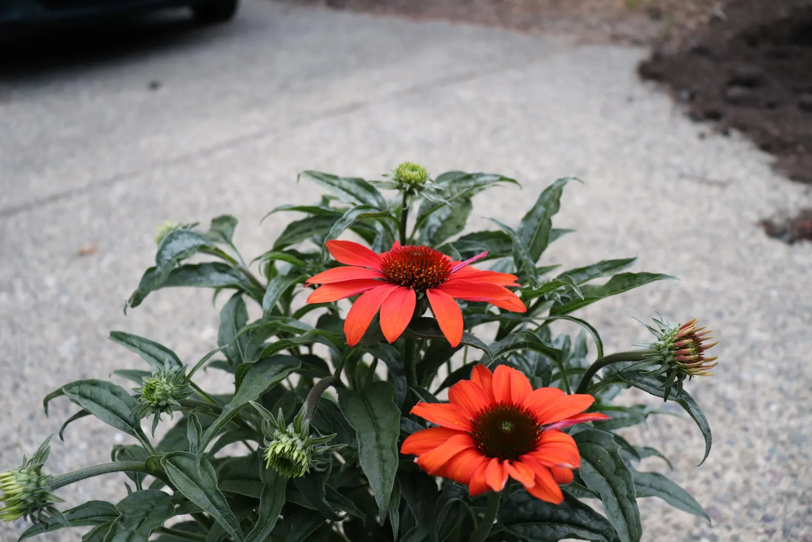 Cheyenne Spirit Coneflower (Echinacea 'Cheyenne Spirit') — though it is advisable to divide clumps every few years to maintain vigor, image 50