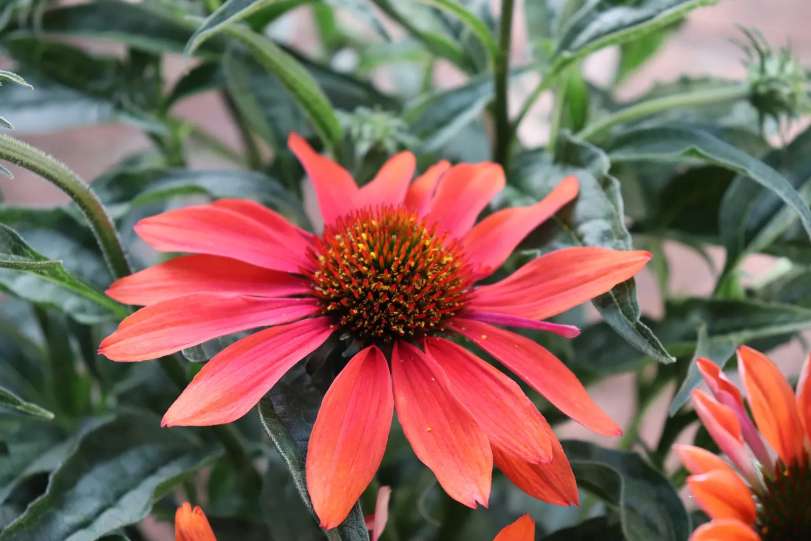 Cheyenne Spirit Coneflower (Echinacea 'Cheyenne Spirit') — Echinacea 'Cheyenne Spirit' attracts pollinators such as butterflies and bees; is a vibrant and