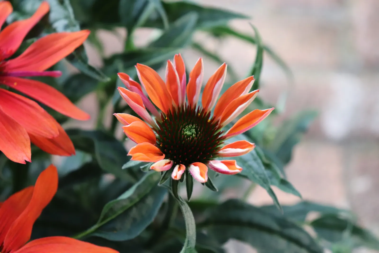 Cheyenne Spirit Coneflower (Echinacea 'Cheyenne Spirit') — This disease-resistant plant generally requires minimal care once established; making it an