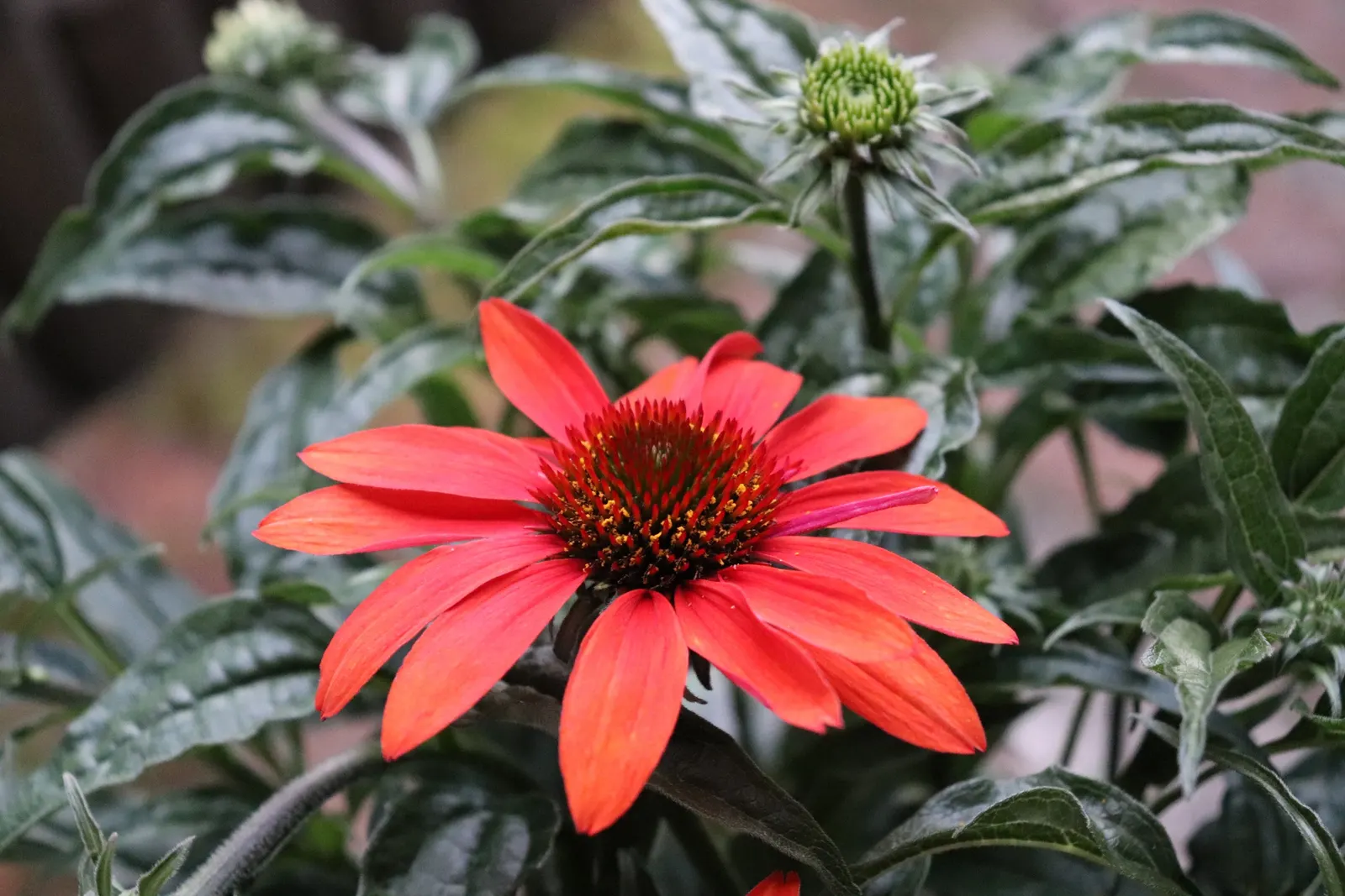 Cheyenne Spirit Coneflower (Echinacea 'Cheyenne Spirit') — it's perfect for mass plantings