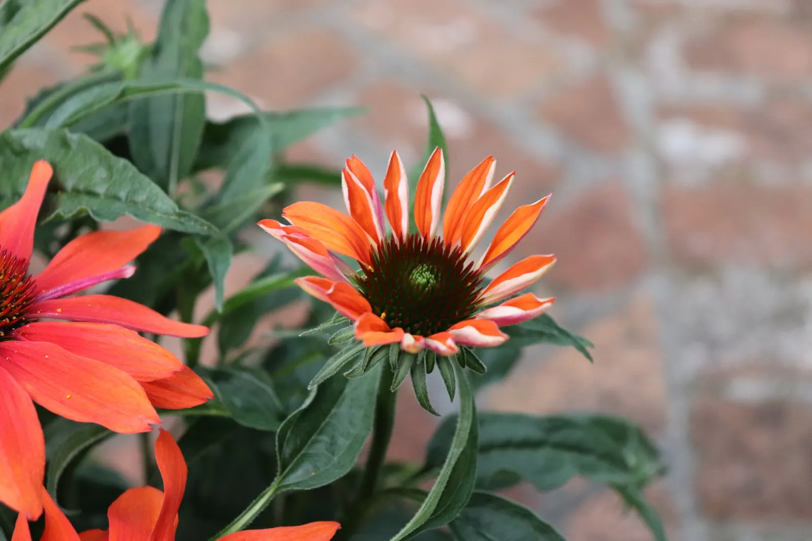 Cheyenne Spirit Coneflower (Echinacea 'Cheyenne Spirit') — Its robust stature and upright habit allow it to stand proudly among other perennials