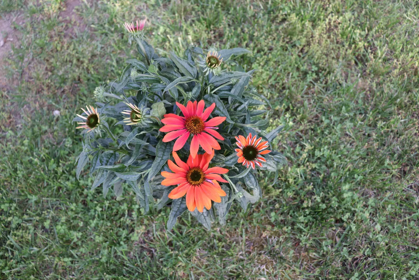 Cheyenne Spirit Coneflower (Echinacea 'Cheyenne Spirit') — scientifically known as Echinacea 'Cheyenne Spirit'