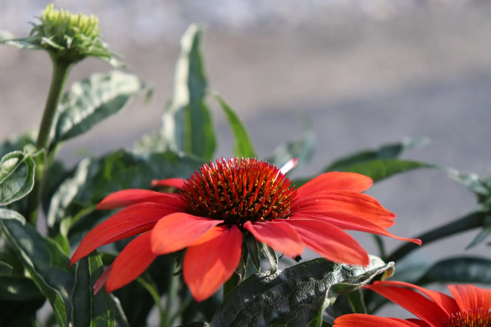 Cheyenne Spirit Coneflower (Echinacea 'Cheyenne Spirit') — making it an excellent choice for regions with water restrictions or xeriscaping; boasts rich hues