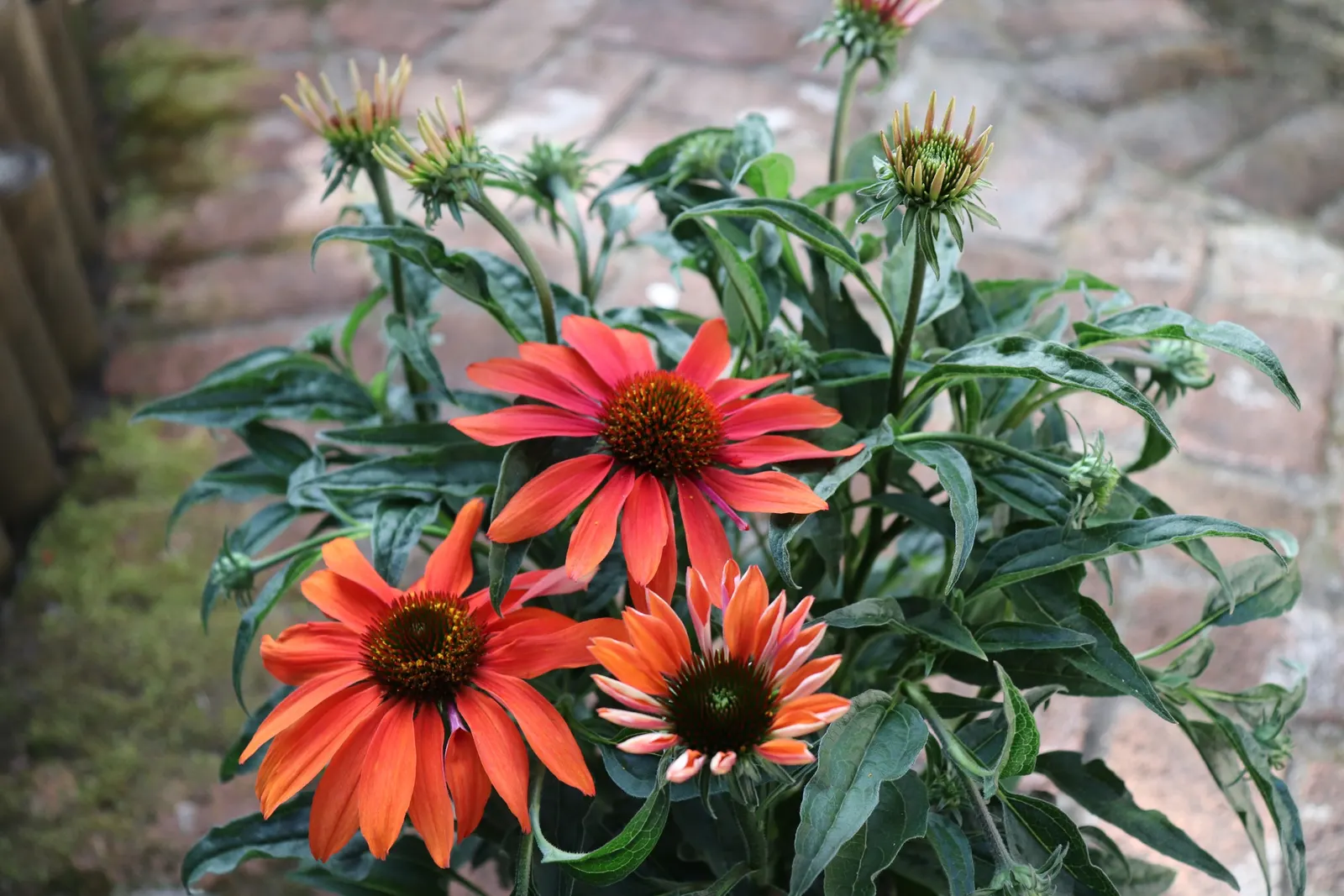 Cheyenne Spirit Coneflower (Echinacea 'Cheyenne Spirit') — This cultivar is celebrated for its ability to produce flowers in a variety of warm hues; or as a