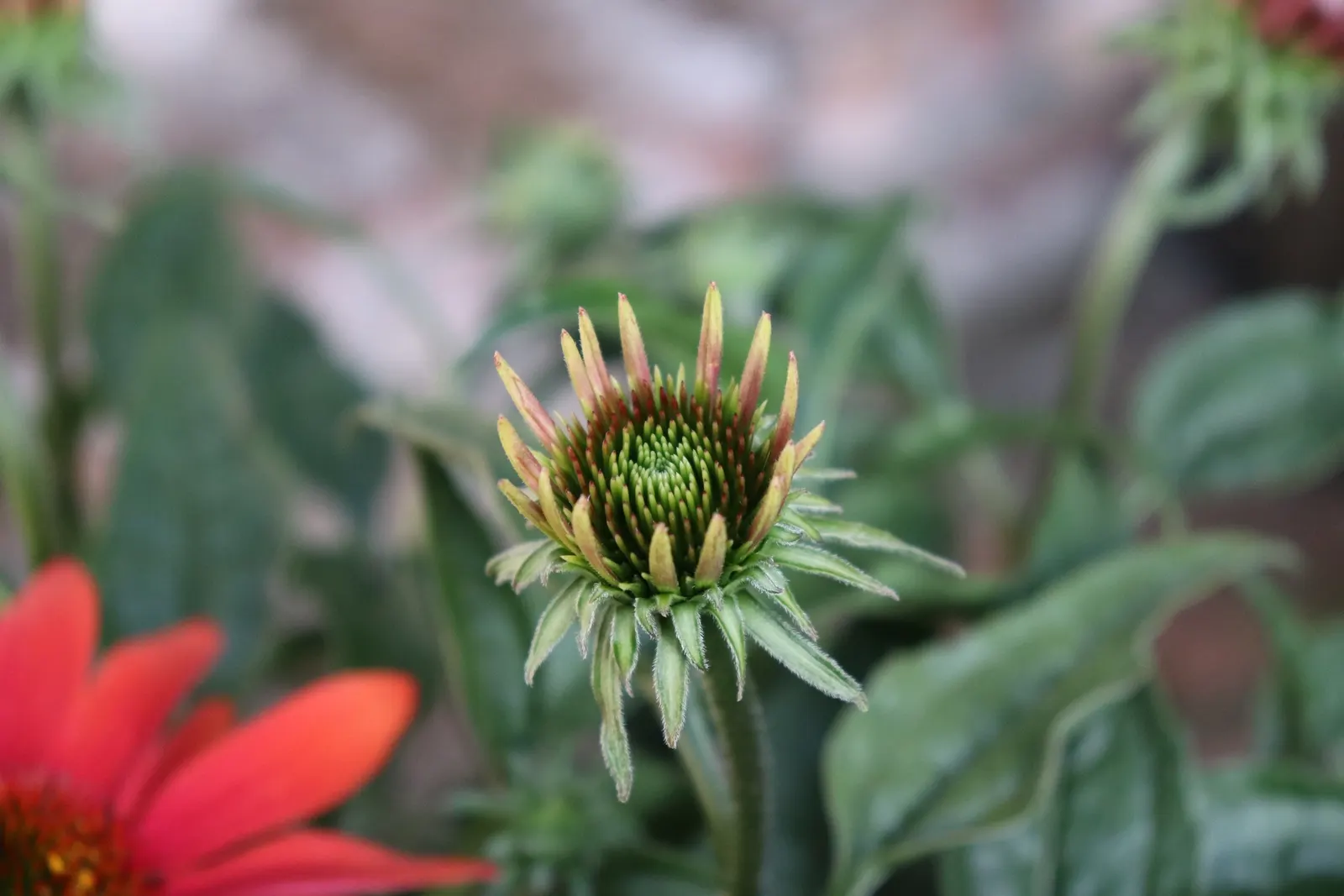 Cheyenne Spirit Coneflower (Echinacea 'Cheyenne Spirit') — or as a colorful accent in sunny gardens; while its sturdy stems rarely require staking even when