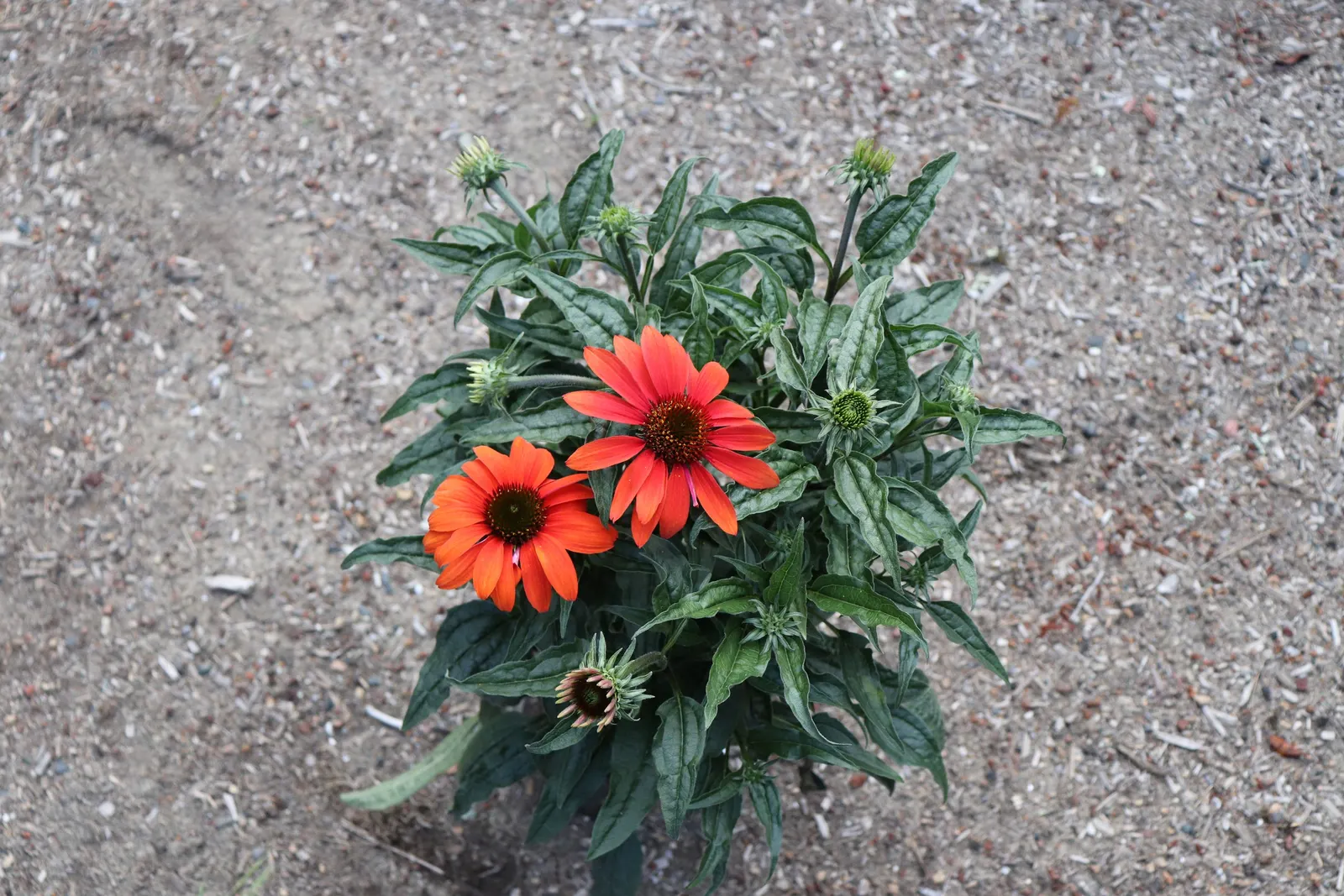 Cheyenne Spirit Coneflower (Echinacea 'Cheyenne Spirit') — Echinacea 'Cheyenne Spirit' attracts pollinators such as butterflies and bees