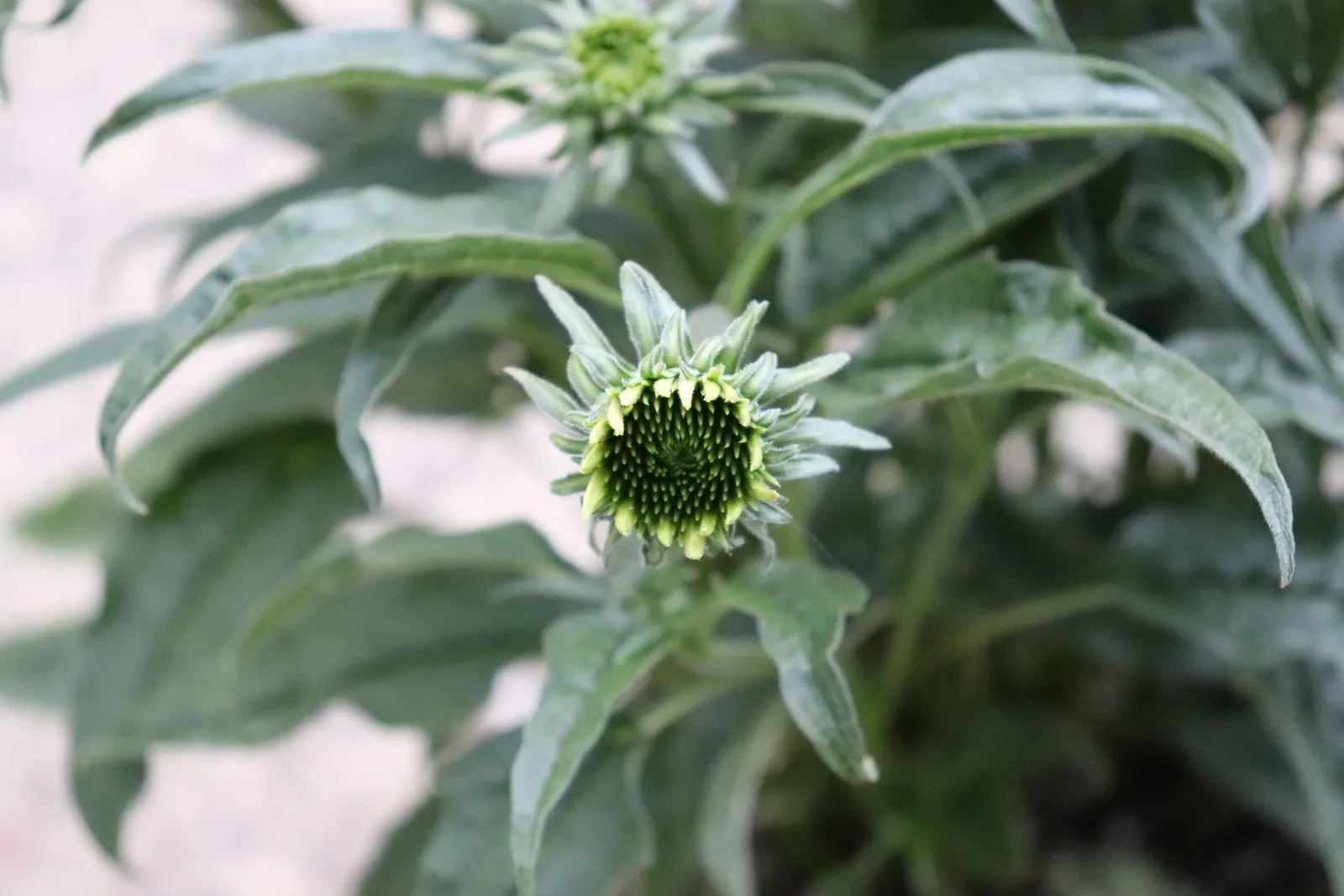 Cheyenne Spirit Coneflower (Echinacea 'Cheyenne Spirit') — although leaving some spent flowers can enhance the winter landscape; this cultivar is celebrated
