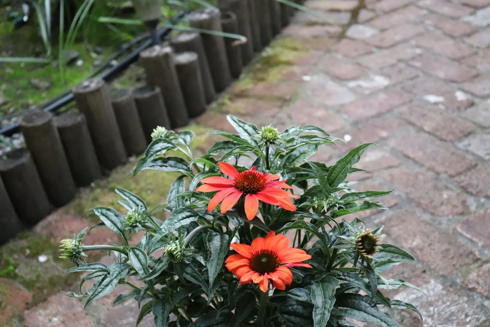 Cheyenne Spirit Coneflower (Echinacea 'Cheyenne Spirit') — scientifically known as Echinacea 'Cheyenne Spirit'; its seed heads also provide winter interest and