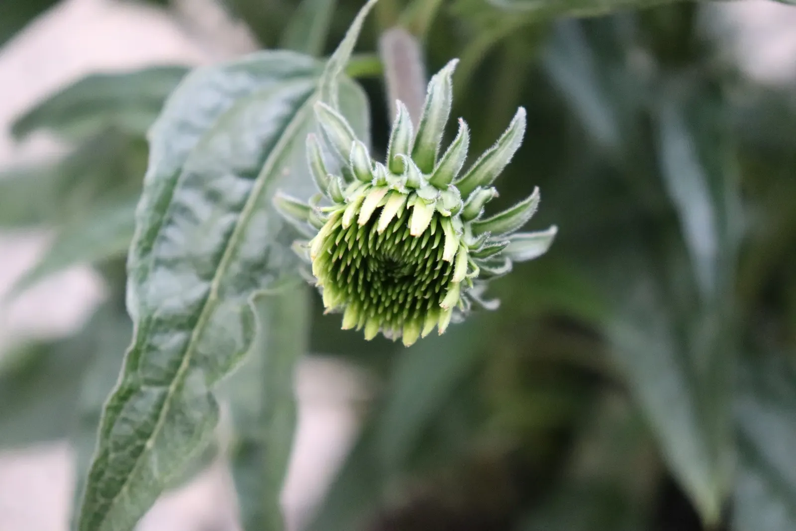 Cheyenne Spirit Coneflower (Echinacea 'Cheyenne Spirit') — making it an excellent choice for regions with water restrictions or xeriscaping