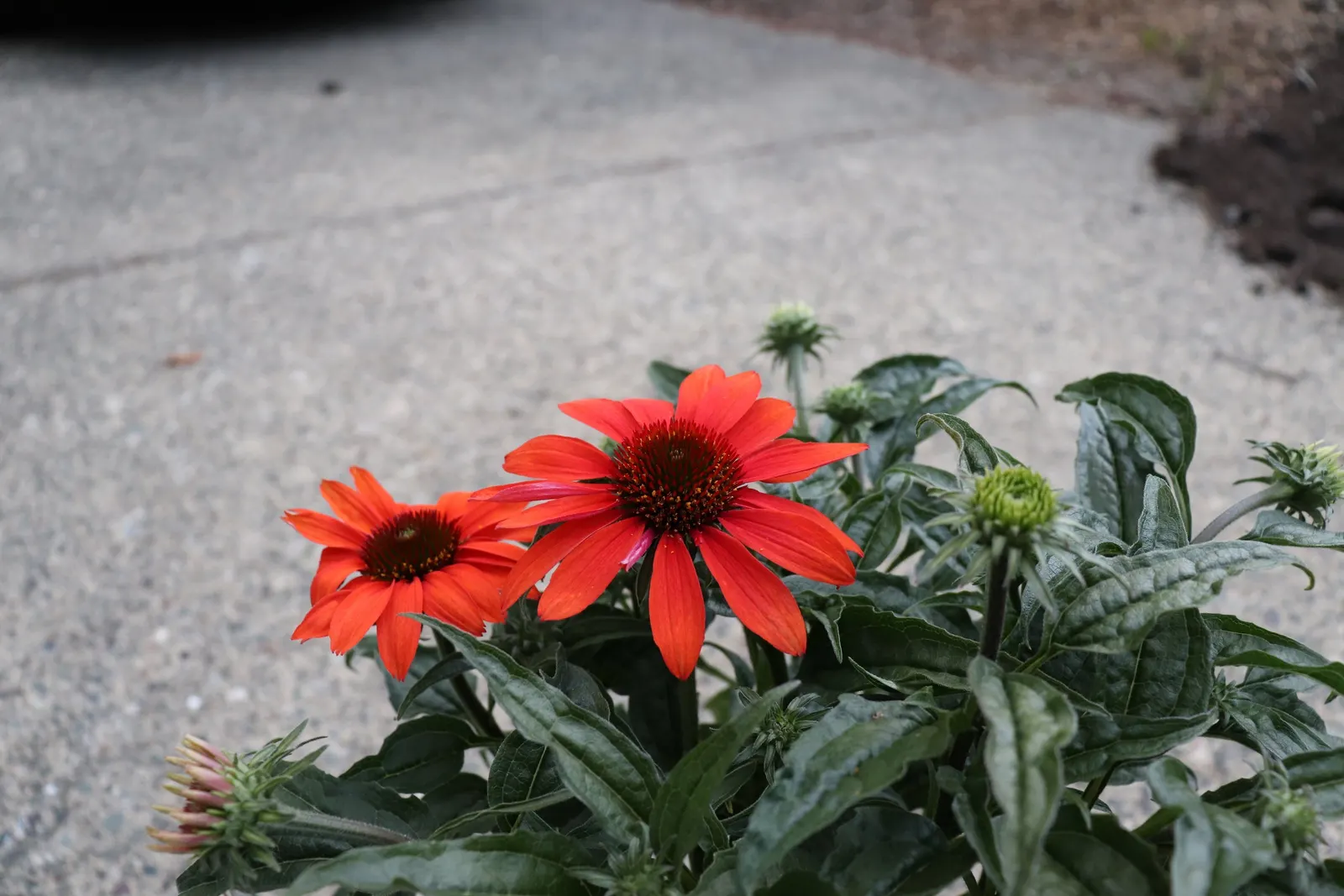 Cheyenne Spirit Coneflower (Echinacea 'Cheyenne Spirit') — deadheading will encourage further blooming; this hardy perennial reaches 24-30 inches tall and