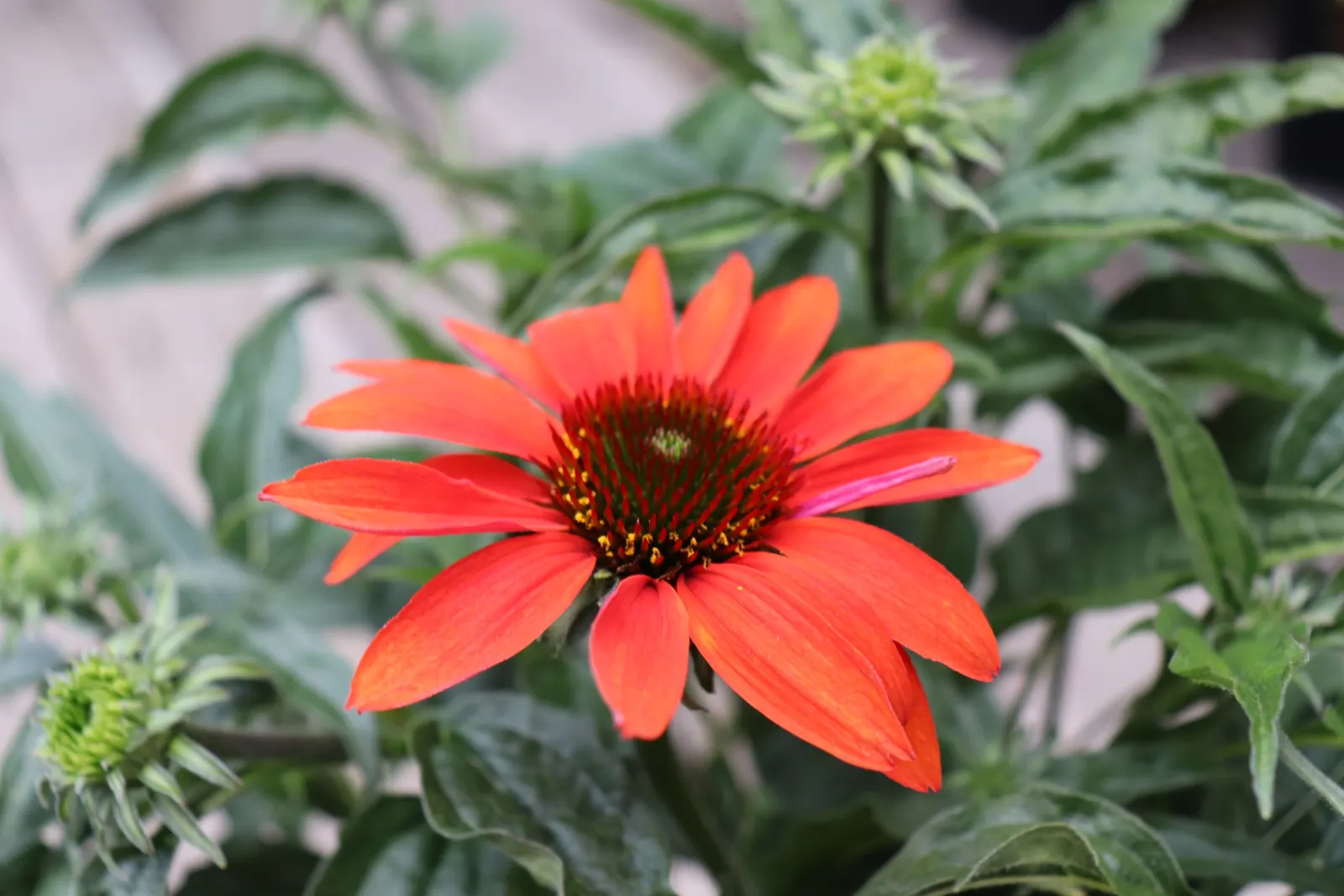 Cheyenne Spirit Coneflower (Echinacea 'Cheyenne Spirit') — while its sturdy stems rarely require staking even when fully laden with blooms