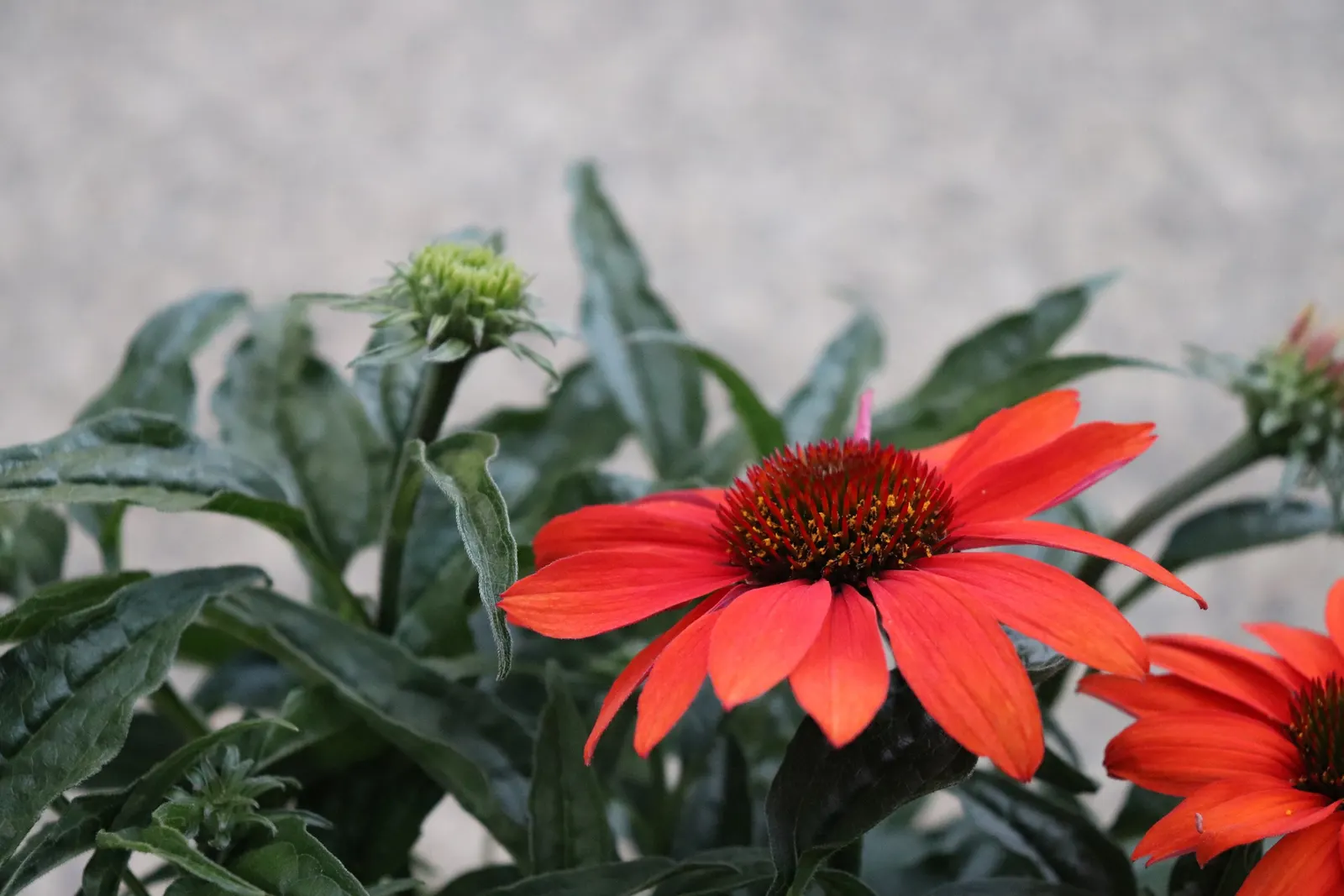 Cheyenne Spirit Coneflower (Echinacea 'Cheyenne Spirit') — This hardy perennial reaches 24-30 inches tall and spreads about 20 inches; its robust stature and