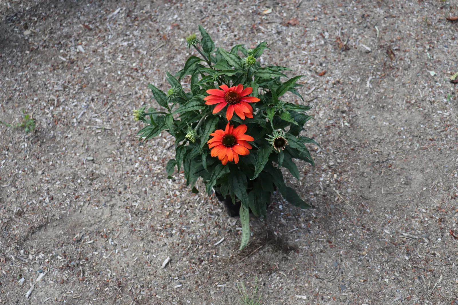 Cheyenne Spirit Coneflower (Echinacea 'Cheyenne Spirit') — making it a versatile choice for garden beds or as a border plant