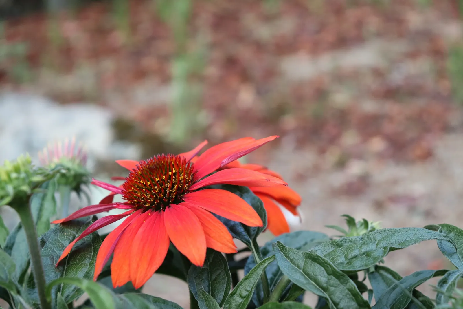 Cheyenne Spirit Coneflower (Echinacea 'Cheyenne Spirit') — it's perfect for mass plantings, image 32