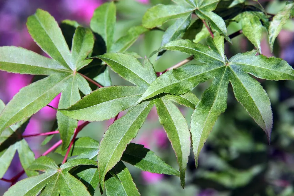 Red Ribbonleaf Japanese Maple (Acer Palmatum 'Ukigumo') — also known as the Red Ribbonleaf Japanese Maple