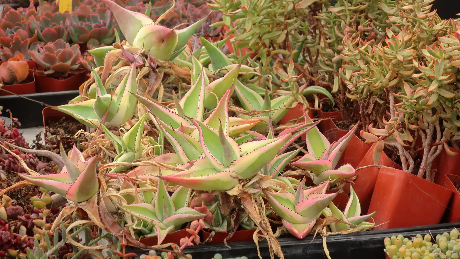 Ruffles Echeveria (Echeveria 'Ruffles') — blue-green leaves with a waxy sheen and pinkish-red edges