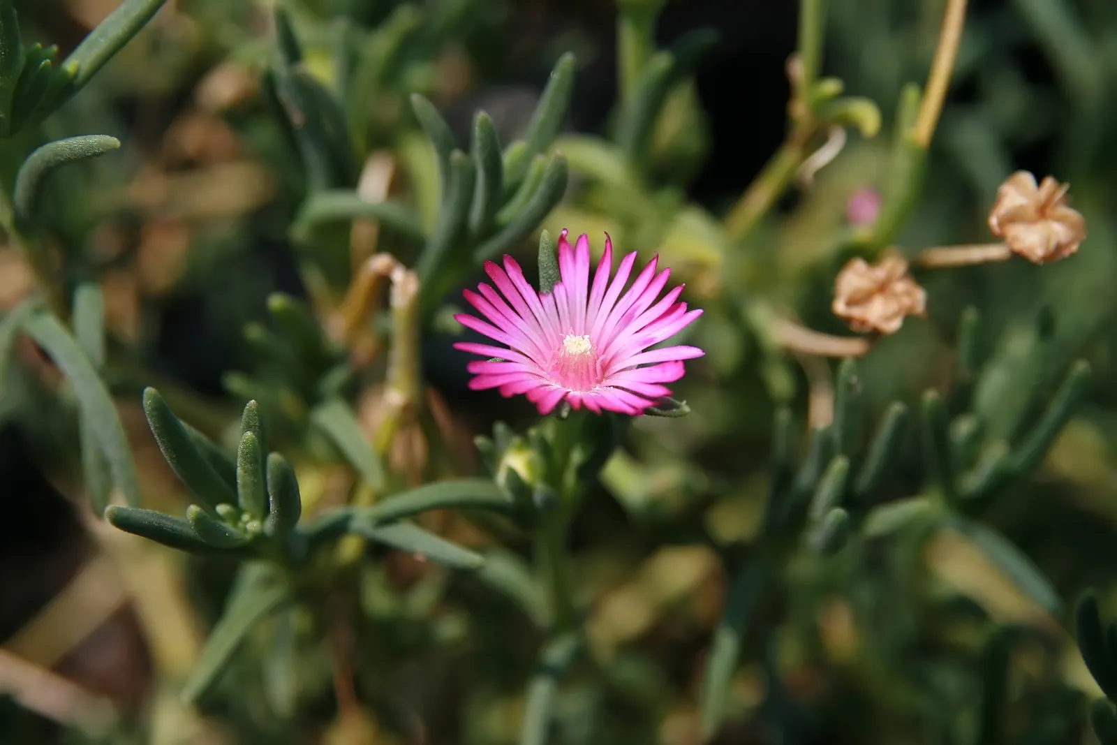 Hardy Ice Plant (Delosperma Cooperi) — and it is capable of tolerating heat and aridity with ease.<br><br>For the landscape designer; is a vigorous perennial