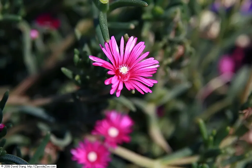 Hardy Ice Plant (Delosperma Cooperi) — Water requirements are low; ground cover / succulent with pink blooms
