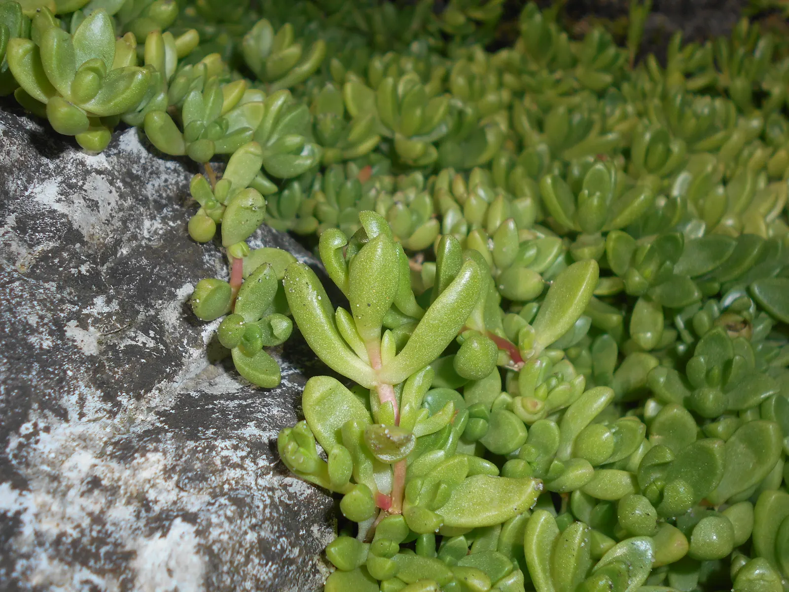 Hardy Ice Plant (Delosperma Cooperi) — Delosperma cooperi, the Hardy Ice Plant, is a vibrant, low-growing perennial succulent ideal for ground, image 31