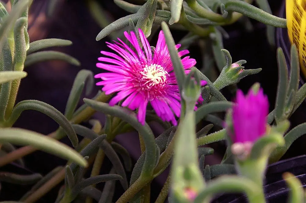 Hardy Ice Plant (Delosperma Cooperi) — Notable for its fuchsia daisy-like flowers, the plant blooms from early summer to frost, image 33