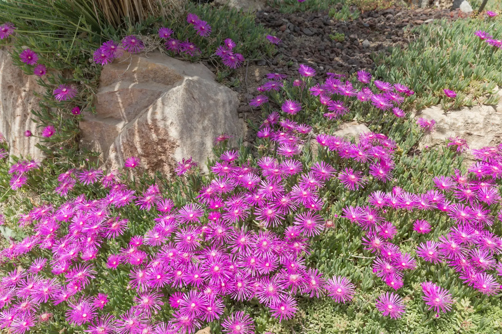 Hardy Ice Plant (Delosperma Cooperi) — It requires minimal care once established, making it an excellent choice for xeriscaping; commonly nestled, image 70