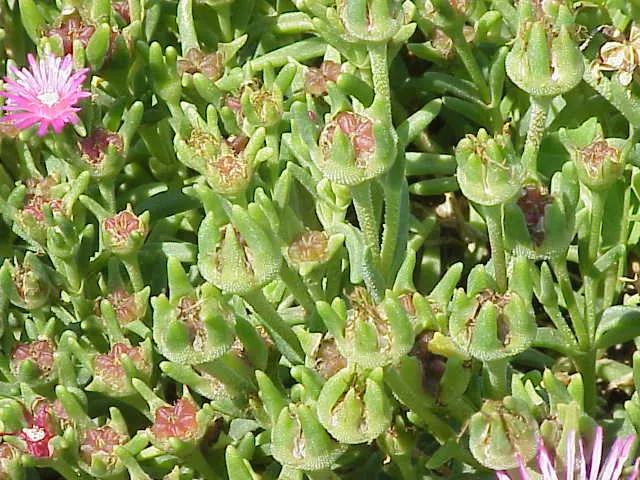 Hardy Ice Plant (Delosperma Cooperi) — Notable for its fuchsia daisy-like flowers, the plant blooms from early summer to frost, image 78