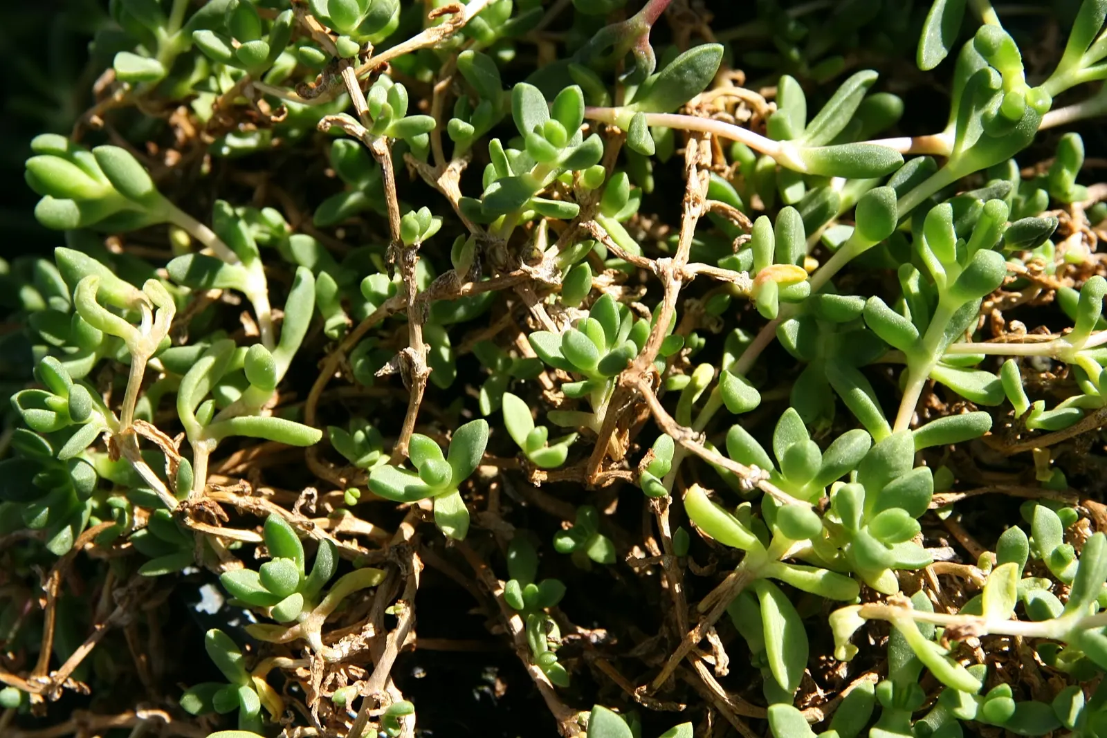 Hardy Ice Plant (Delosperma Cooperi) — Delosperma cooperi, the Hardy Ice Plant, is a vibrant, low-growing perennial succulent ideal for ground, image 61