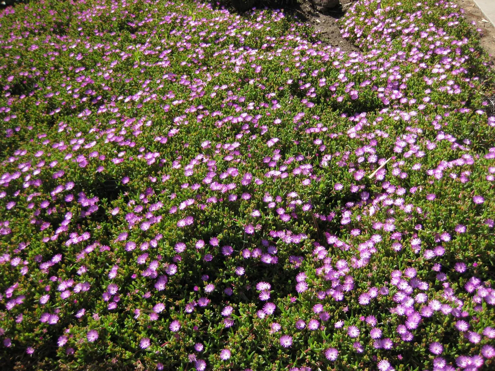 Hardy Ice Plant (Delosperma Cooperi) — ground cover / succulent with pink blooms