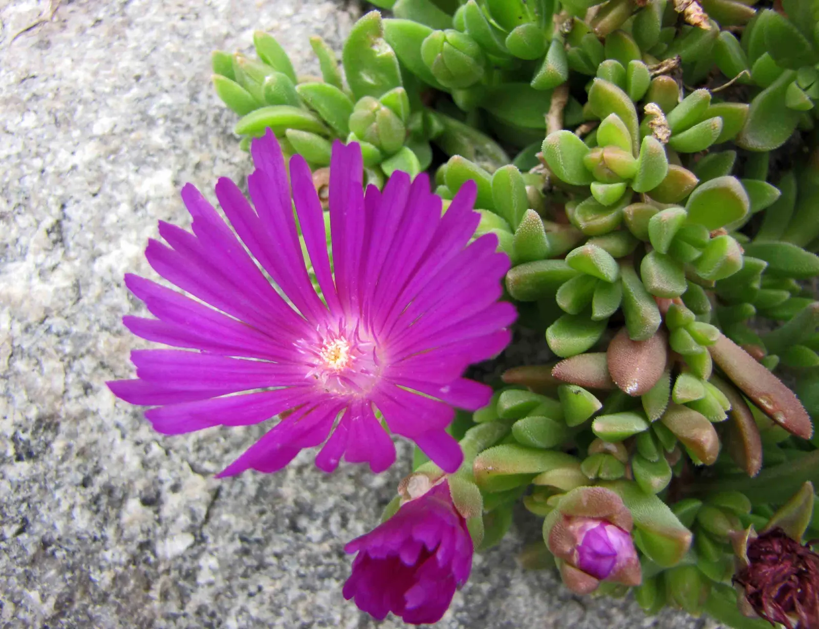 Hardy Ice Plant (Delosperma Cooperi) — Delosperma cooperi, the Hardy Ice Plant, is a vibrant, low-growing perennial succulent ideal for ground, image 76
