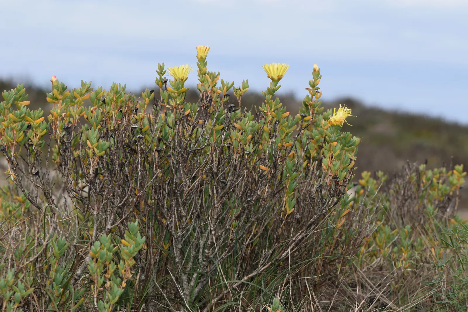 Hardy Ice Plant (Delosperma Cooperi) — ground cover / succulent for full; and it is capable of tolerating heat and aridity with ease.<br><br>For, image 60