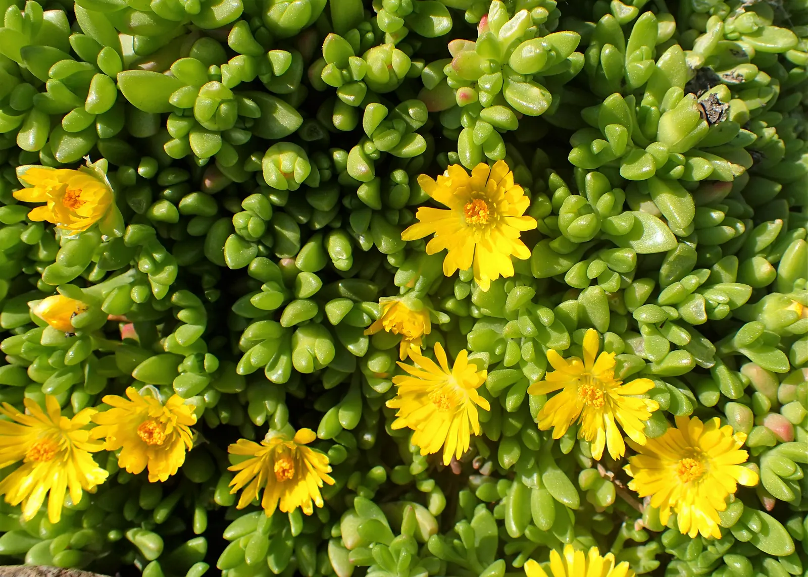 Hardy Ice Plant (Delosperma Cooperi) — Requires well-drained soil and minimal water, making it perfect for water-conscious landscapes; it, image 35