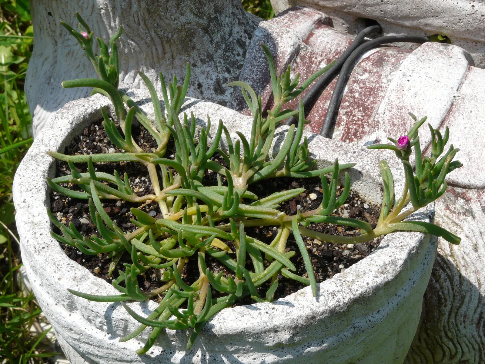 Hardy Ice Plant (Delosperma Cooperi) — ground cover / succulent for full