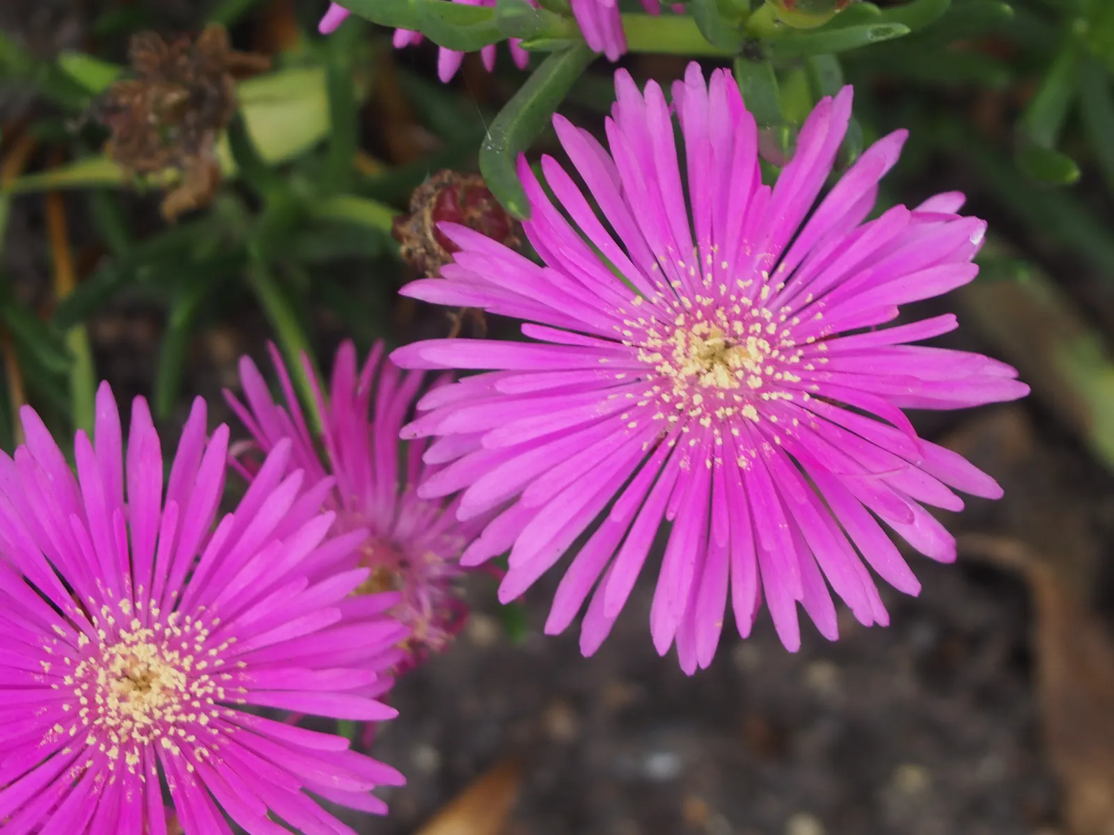 Hardy Ice Plant (Delosperma Cooperi) — is a vigorous perennial ground cover known for its vibrant flower display and excellent drought resistance, image 66