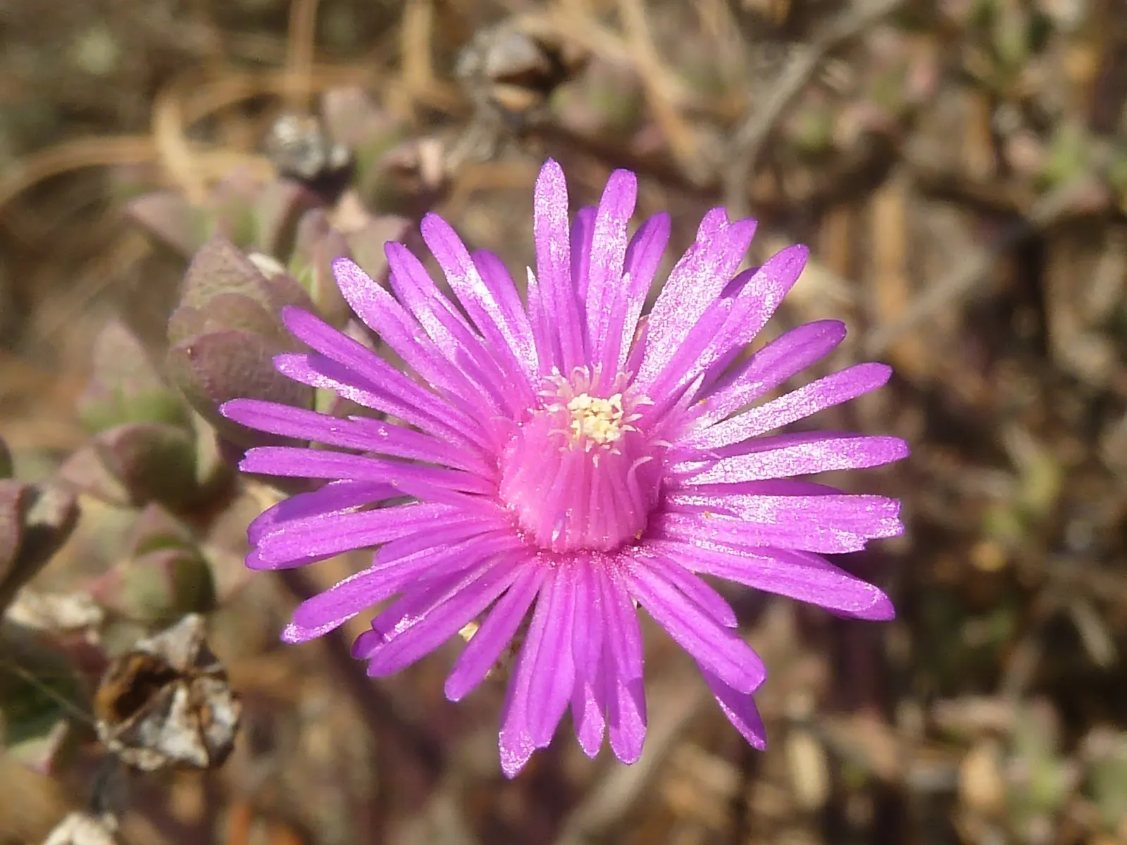 Hardy Ice Plant (Delosperma Cooperi) — is a vigorous perennial ground cover known for its vibrant flower display and excellent drought resistance