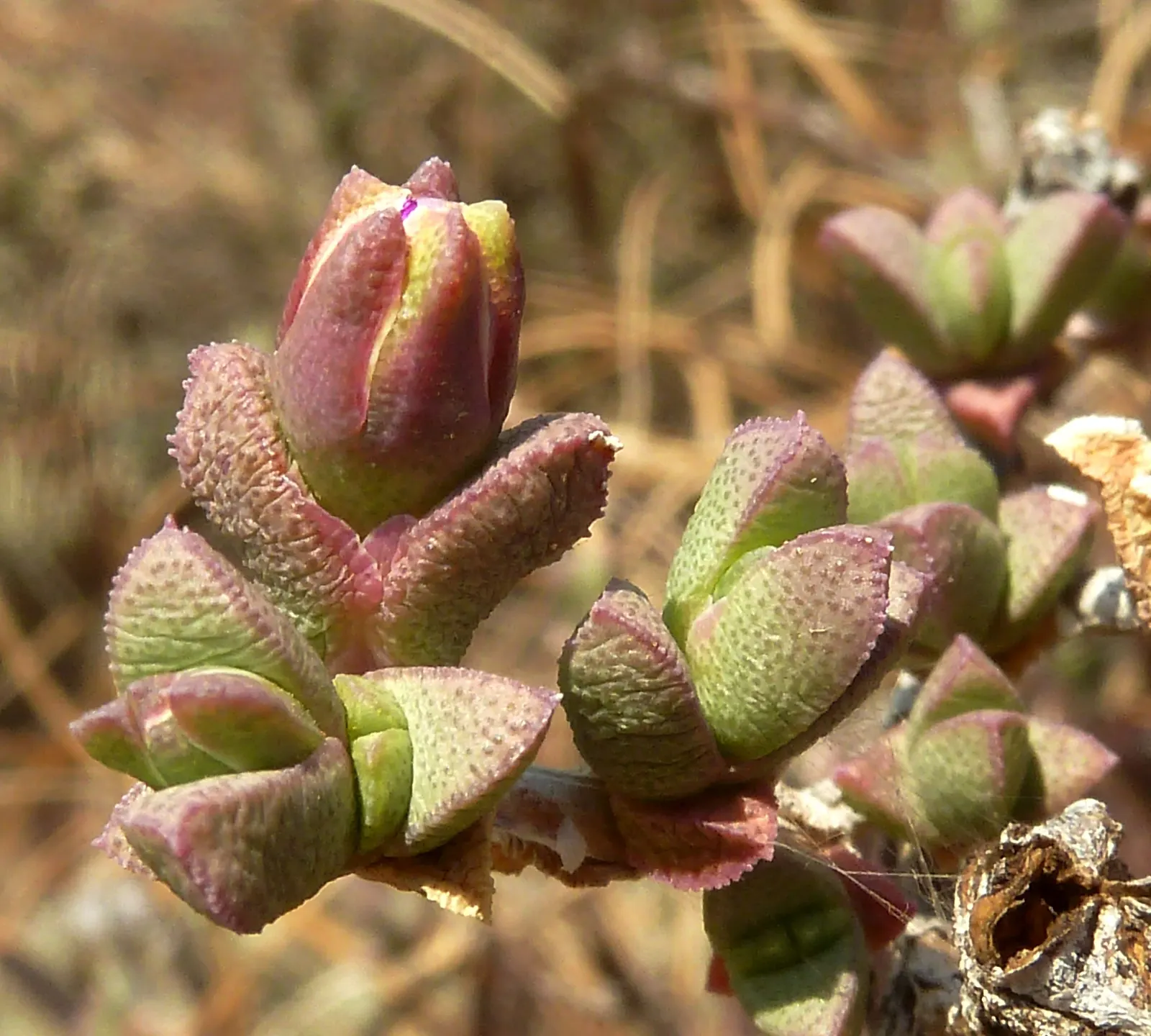 Hardy Ice Plant (Delosperma Cooperi) — is a vigorous perennial ground cover known for its vibrant flower display and excellent drought resistance, image 51