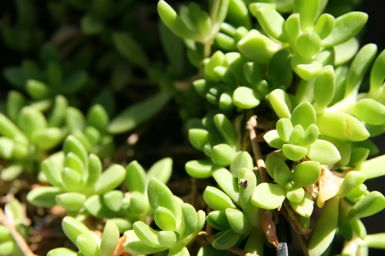 Hardy Ice Plant (Delosperma Cooperi) — It flourishes in full sun, reaching 3-6 inches in height with a spread of 18-24 inches; water requirements, image 62