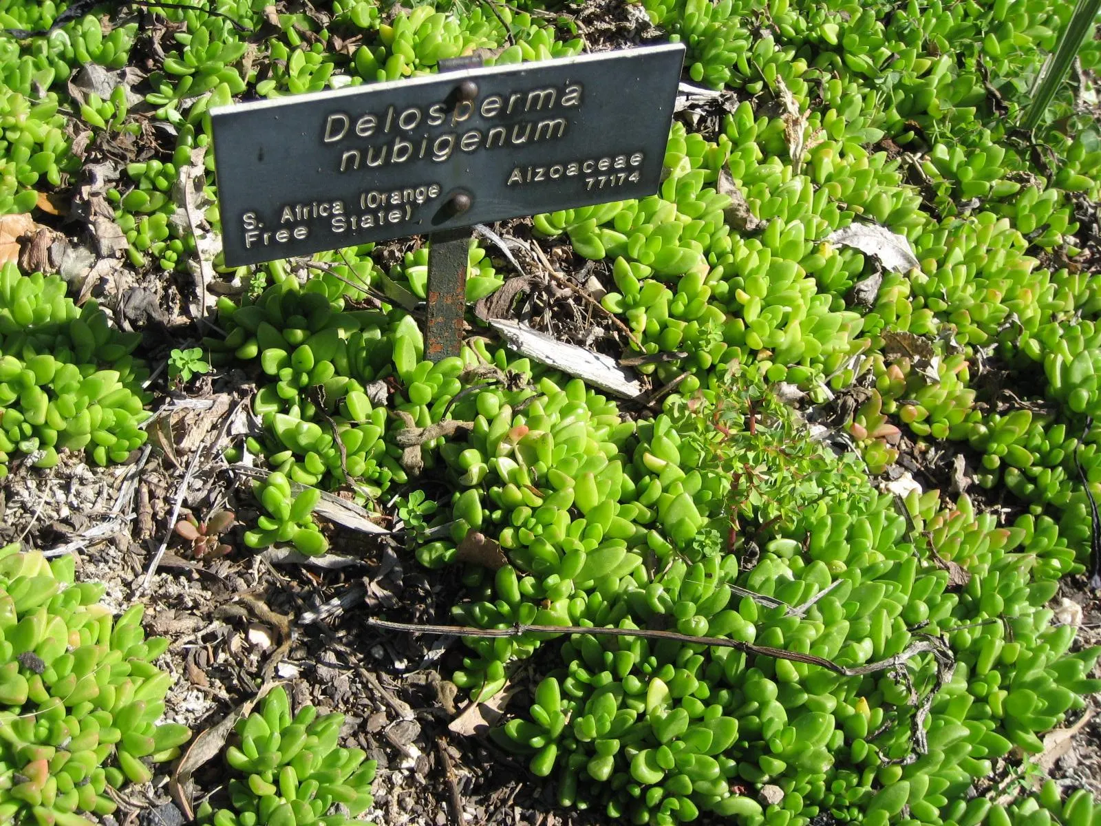 Hardy Ice Plant (Delosperma Cooperi) — pink flowers in the garden, image 43