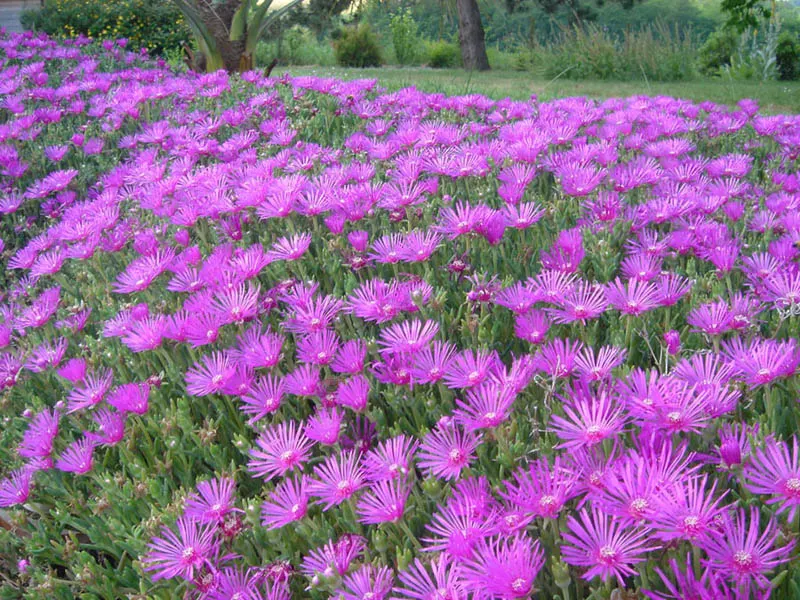 Hardy Ice Plant (Delosperma Cooperi) — ground cover / succulent for full; and it is capable of tolerating heat and aridity with ease.<br><br>For, image 45
