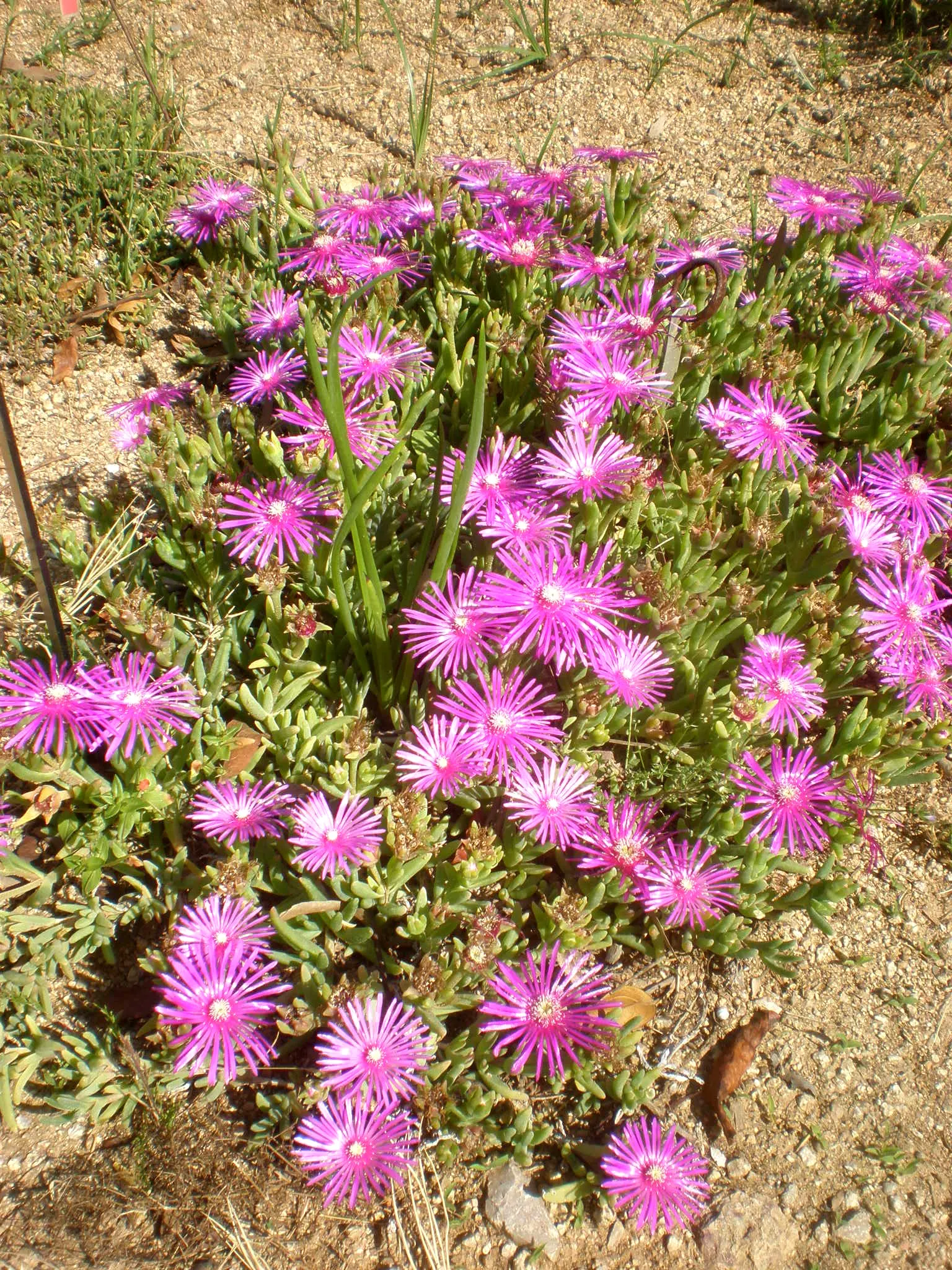Hardy Ice Plant (Delosperma Cooperi) — Commonly nestled in rock gardens; delosperma cooperi, the Hardy Ice Plant, is a vibrant, low-growing, image 67