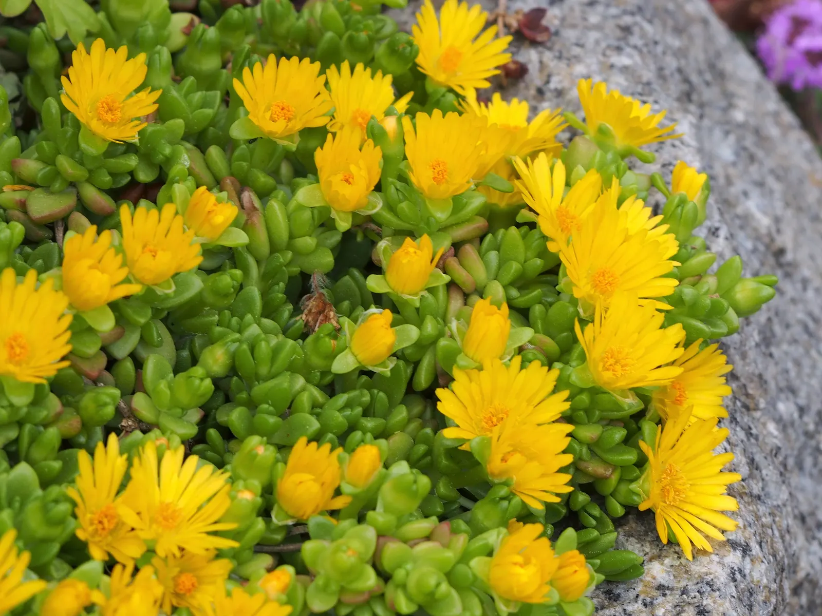 Hardy Ice Plant (Delosperma Cooperi) — ground cover / succulent with pink blooms; requires well-drained soil and minimal water, making it perfect, image 59