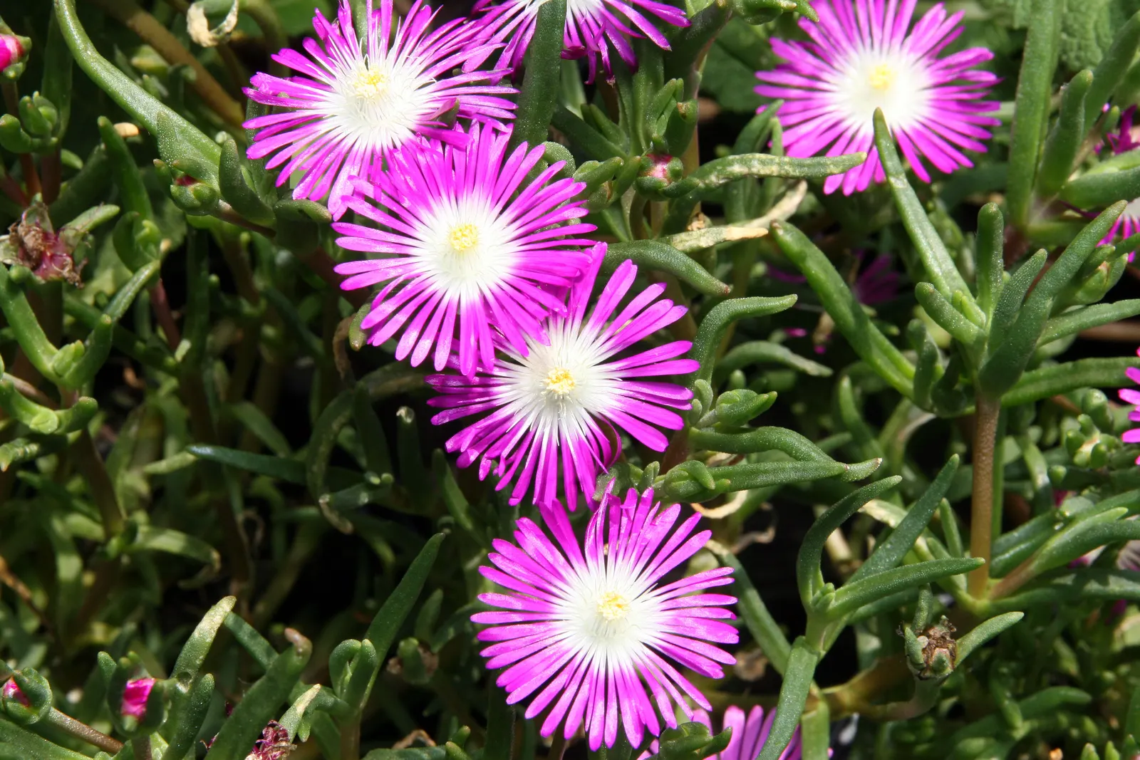 Hardy Ice Plant (Delosperma Cooperi) — It requires minimal care once established, making it an excellent choice for xeriscaping; commonly nestled, image 40