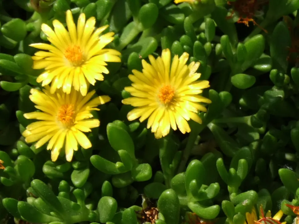 Hardy Ice Plant (Delosperma Cooperi) — ground cover / succulent for full; and it is capable of tolerating heat and aridity with ease.<br><br>For the landscape