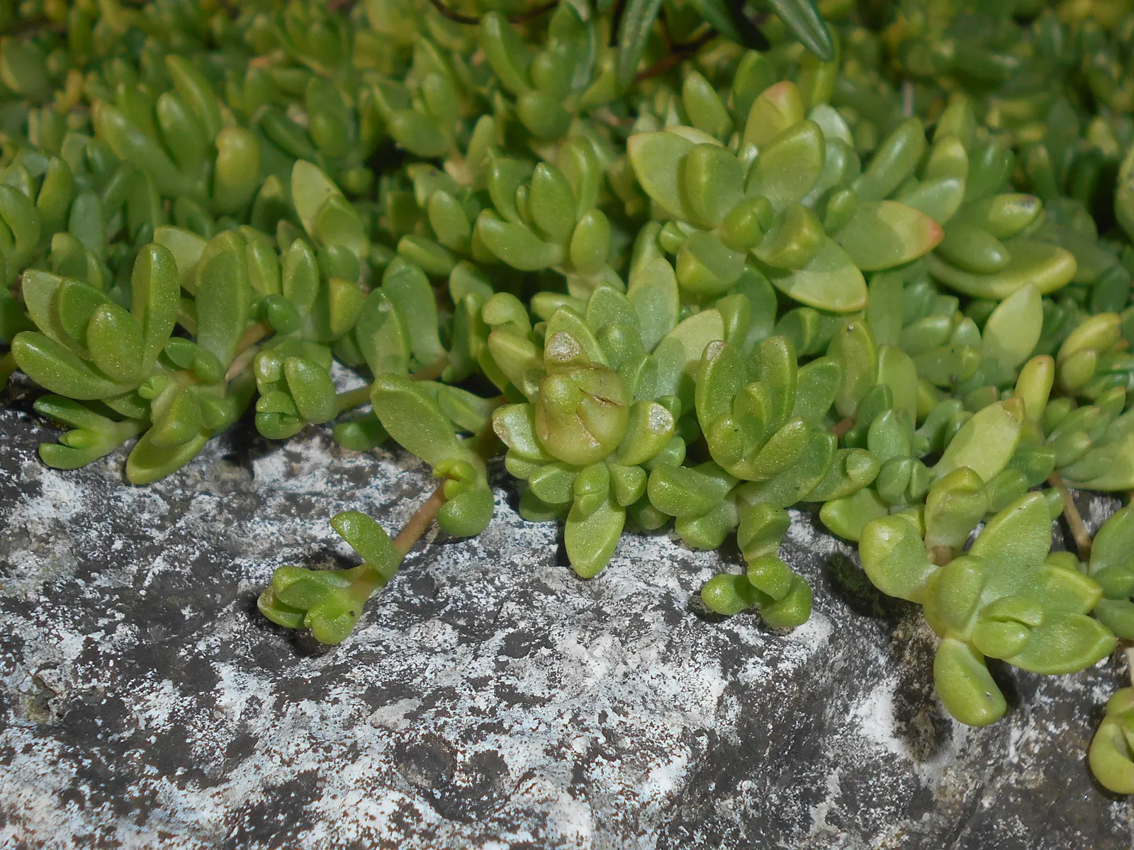 Hardy Ice Plant (Delosperma Cooperi) — Its fleshy, evergreen foliage adds year-round interest; it requires minimal care once established, making it, image 34