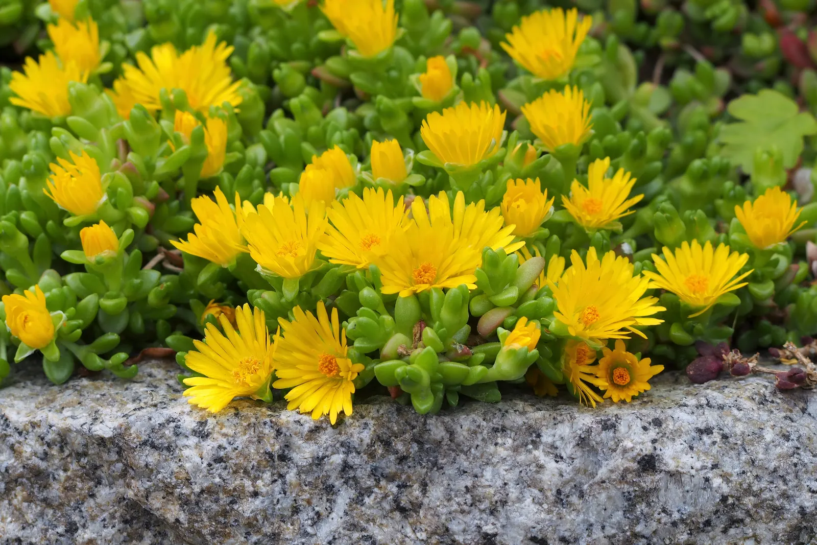 Hardy Ice Plant (Delosperma Cooperi) — evergreen leaves which are cylindrical and succulent in nature, image 53