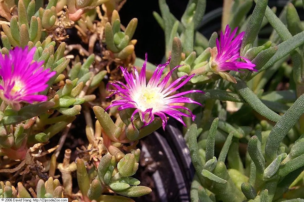 Hardy Ice Plant (Delosperma Cooperi) — It requires minimal care once established, making it an excellent choice for xeriscaping; commonly nestled, image 55