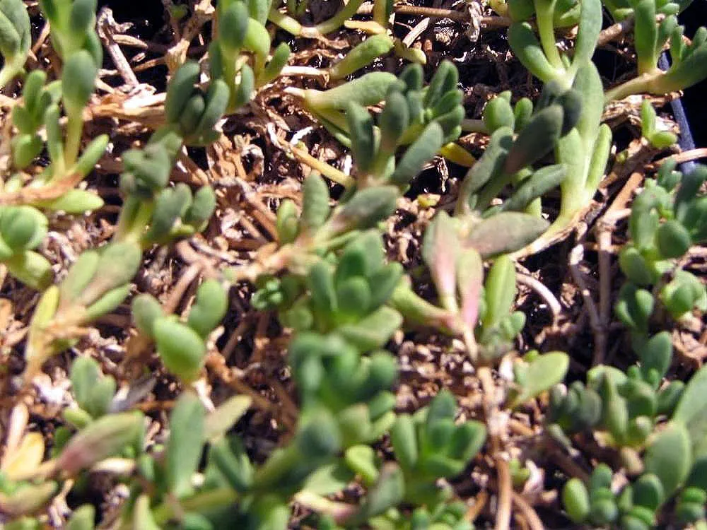 Hardy Ice Plant (Delosperma Cooperi) — Notable for its fuchsia daisy-like flowers, the plant blooms from early summer to frost, image 63