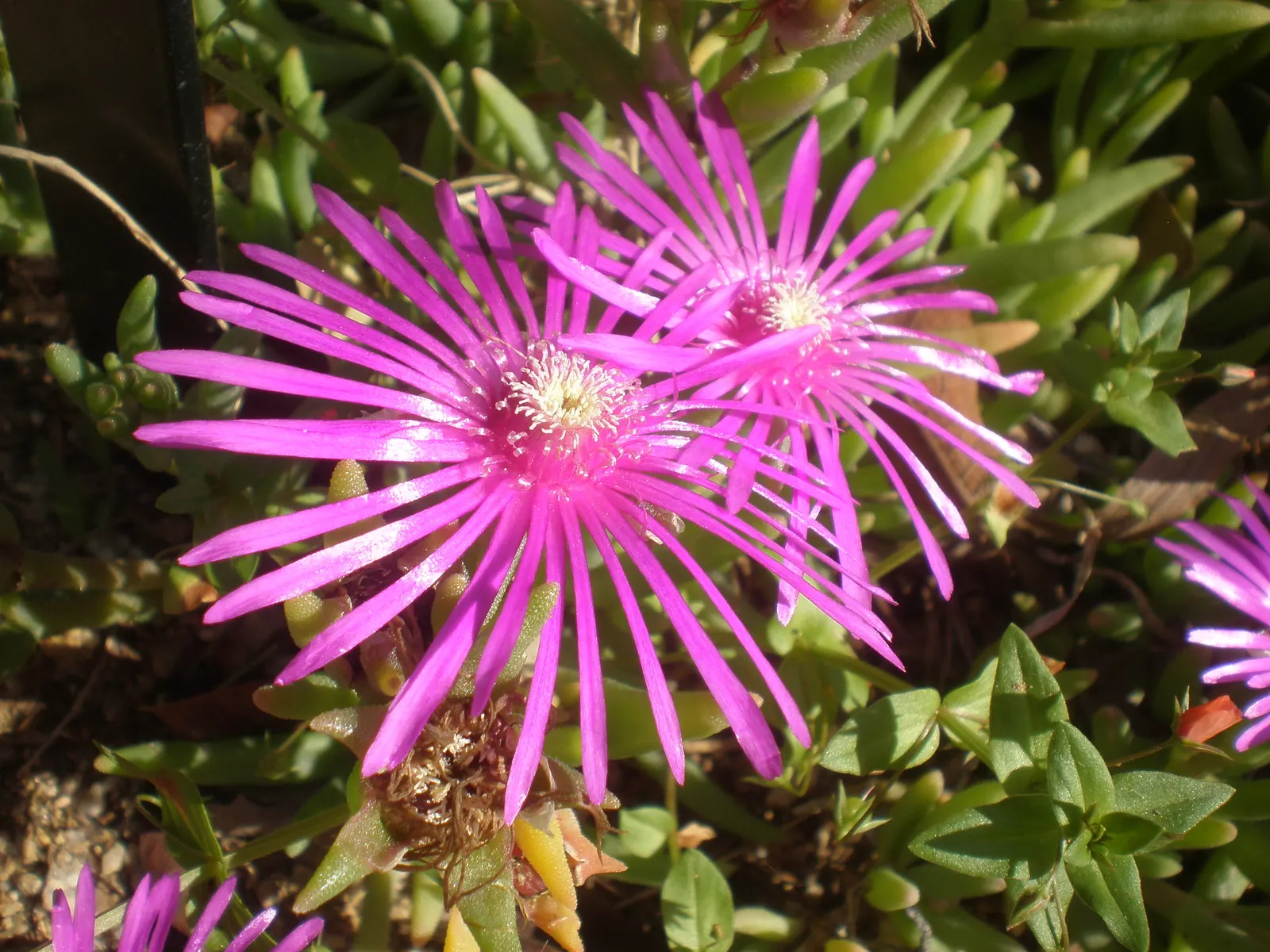 Hardy Ice Plant (Delosperma Cooperi) — typically in shades of magenta or purple; ground cover / succulent for full, image 84