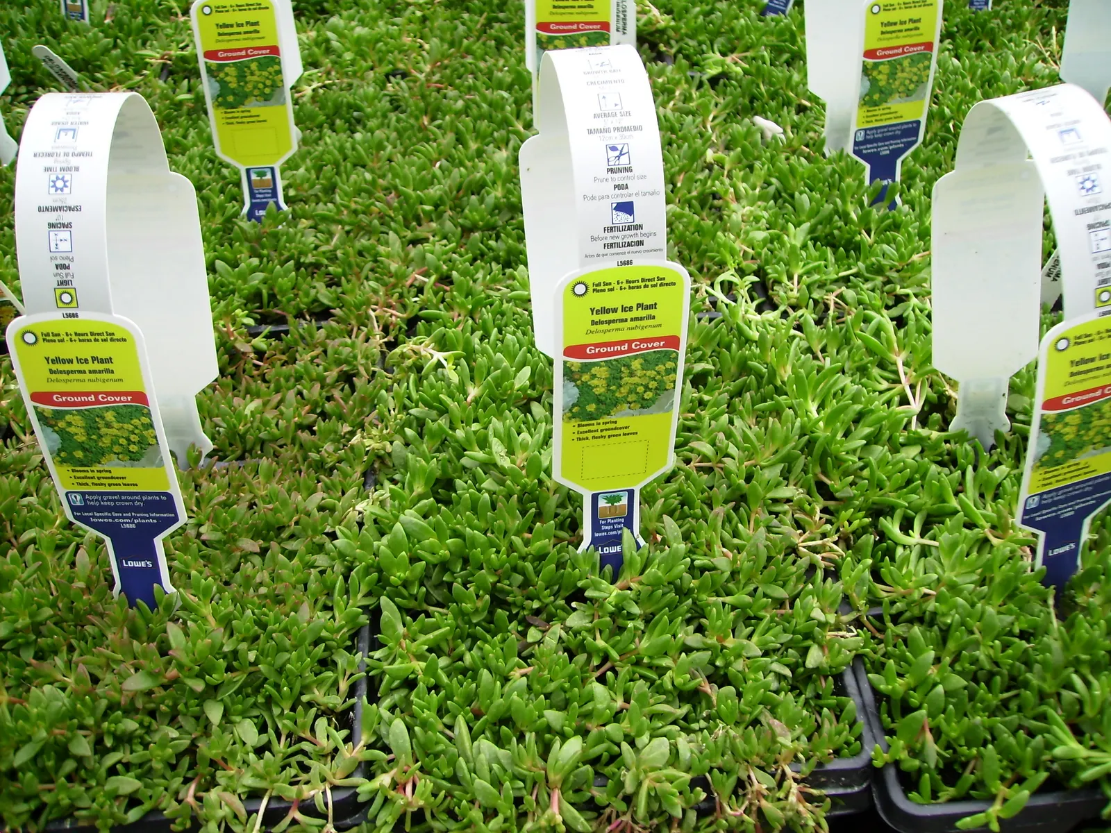 Hardy Ice Plant (Delosperma Cooperi) — Commonly nestled in rock gardens; delosperma cooperi, the Hardy Ice Plant, is a vibrant, low-growing, image 37