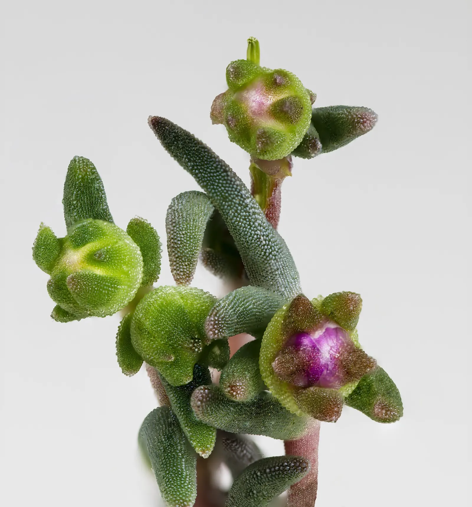 Hardy Ice Plant (Delosperma Cooperi) — Delosperma cooperi, the Hardy Ice Plant, is a vibrant, low-growing perennial succulent ideal for ground cover; its